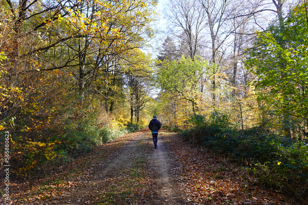 Fototapeta premium Mann macht einen Spaziergang im Herbstlichen Wald bei Delligsen