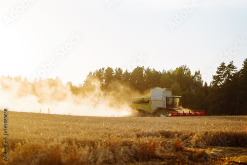 Big modern industrial combine harvester machine reaping gather golden ripe wheat cereal field meadow on summer day. Agriculture  gardening or ecology concept.