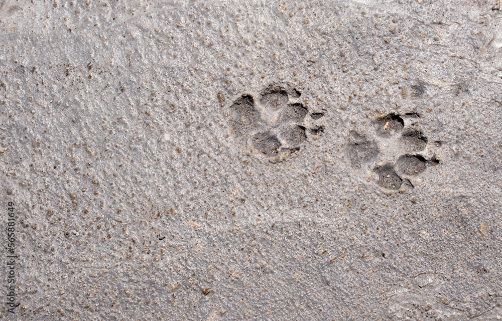 Animal paw prints in concrete pavement texture Animal paw prints in concrete pavement texture