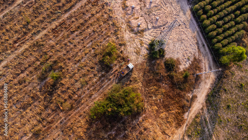 Aerial view of workers loading eucalyptus logs into pickup truck after harvest. Plantation Eucalyptus trees being harvested for wood chipping. Top view of the eucalyptus forest in Thailand.
