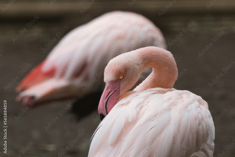 Fototapeta premium pink flamingo portrait