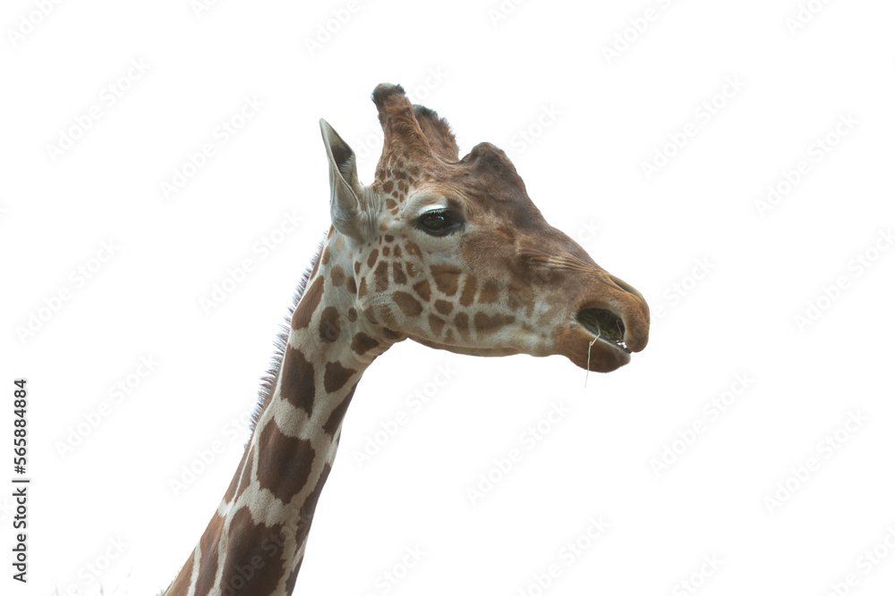 giraffe isolated on white giraffe isolated on white