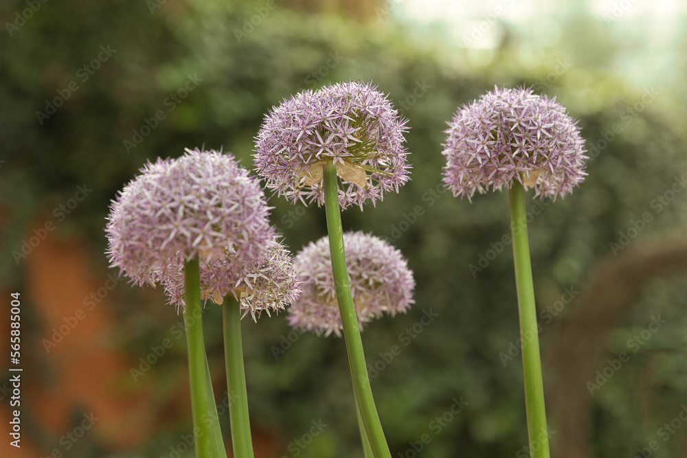 allium flower allium flower