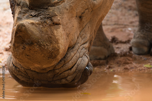 Face of a rhino drinking rain water