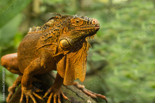 iguana on tree branch © Muni