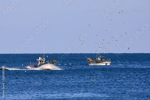 The Fishing boat and flock of seagulls in Guryongpo-eup, Pohang-si, South Korea.