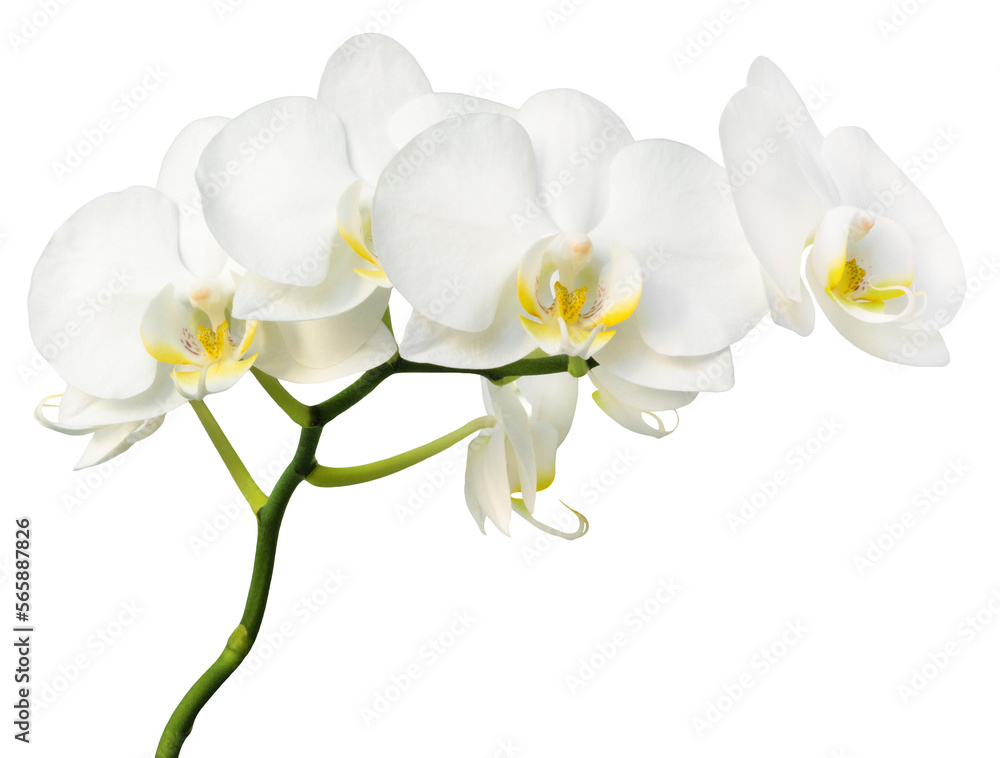 Orchid isolated. Twig white orchid on a transparent background. - obrazy, fototapety, plakaty 