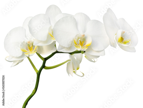 Obraz na płótnie Orchid isolated. Twig white orchid on a transparent background.
