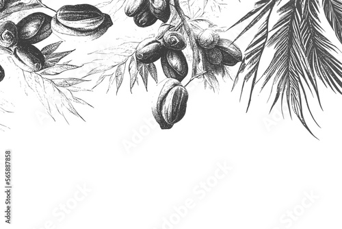 Border design with date palm leaves and ripe fruits sketch vector illustration isolated on white background.Ink drawn dates with leaves. Ripe fruits hang from the branches.