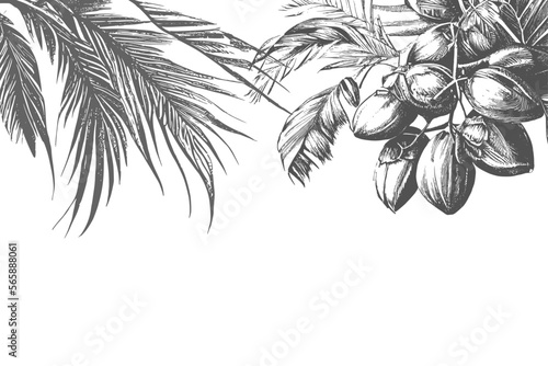 Border design with date palm leaves and ripe fruits sketch vector illustration isolated on white background.Ink drawn dates with leaves. Ripe fruits hang from the branches.