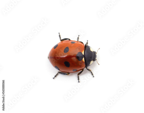Little ladybug beetle. © voren1