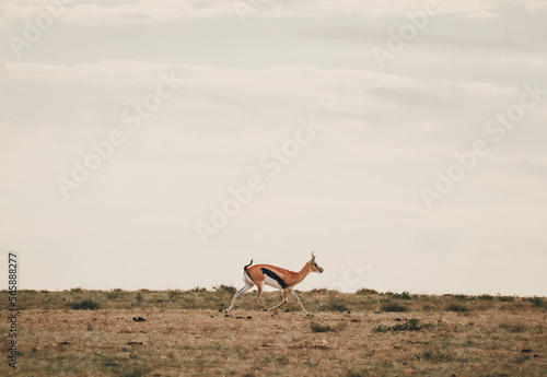 Young gazelle walking in the african savannah © Nestor