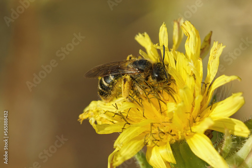 Closeup on a female End banded furrow bee, Halictus sitting in a yellow flower