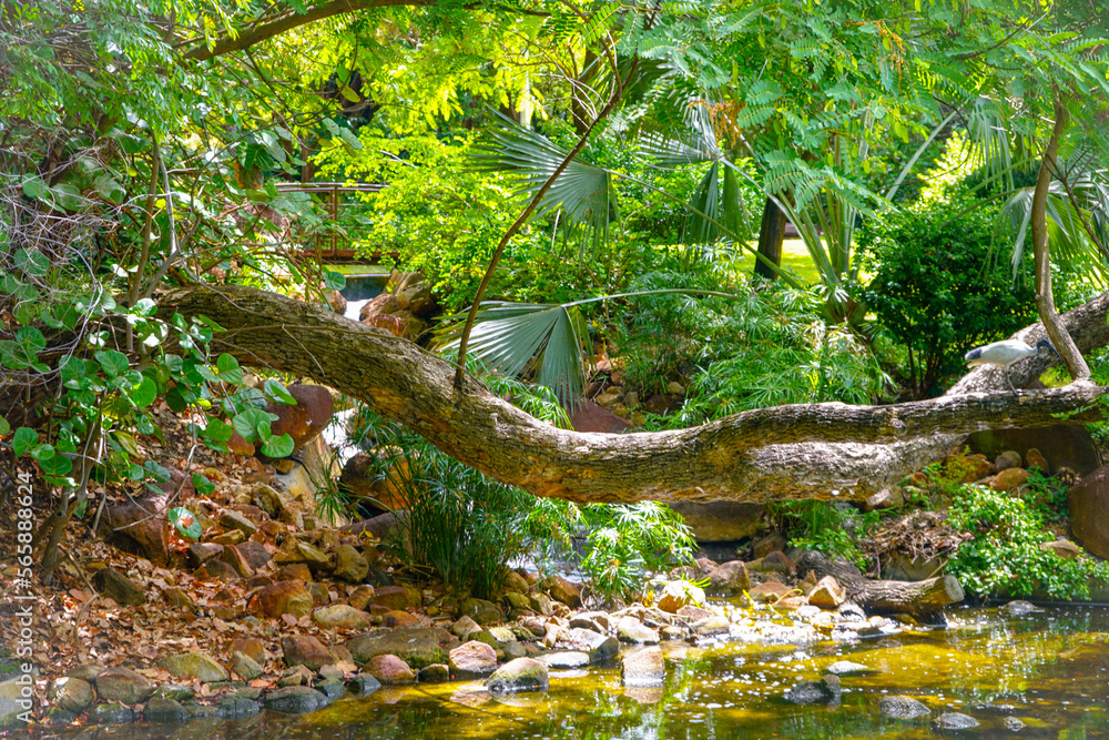 Fototapeta premium river in the forest