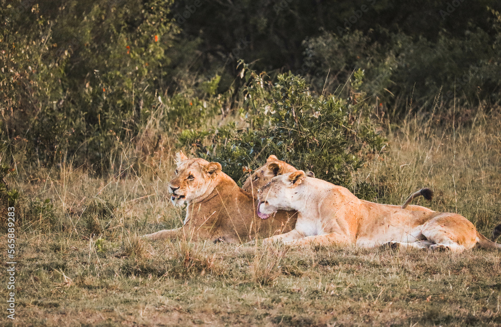 Two female lion cleaning another female in the african savannah Two female lion cleaning another female in the african savannah