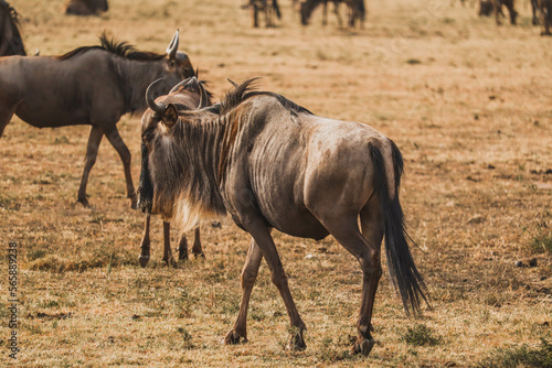 gnus or wildebeest at the african savannah
