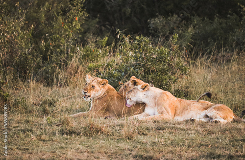 Two female lion cleaning another female in the african savannah