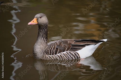 Big goose floating on a pond. Big goose on brown backgroud. Big goose in the water.