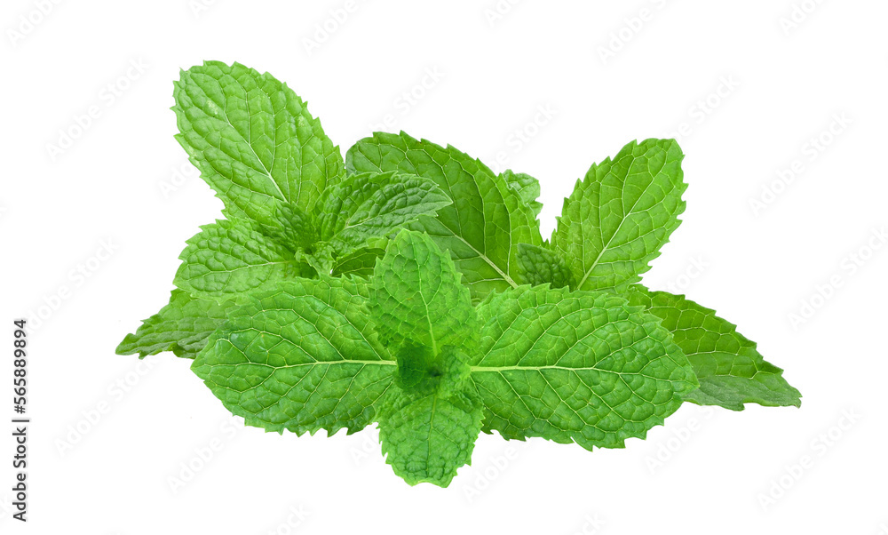 Mint leaves isolated on transparent png Mint leaves isolated on transparent png