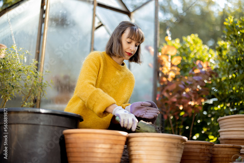 Woman planting flowers in clay jugs for growing in glass orangery at garden. Florist gardening at beautiful backyard on sunny morning