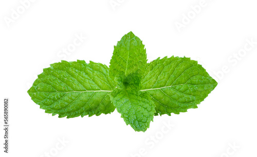Mint leaves isolated on transparent png