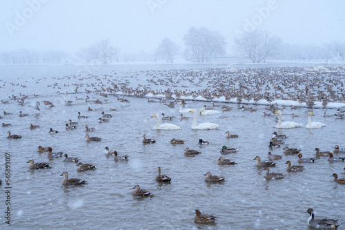 雪降る中の鴨と白鳥