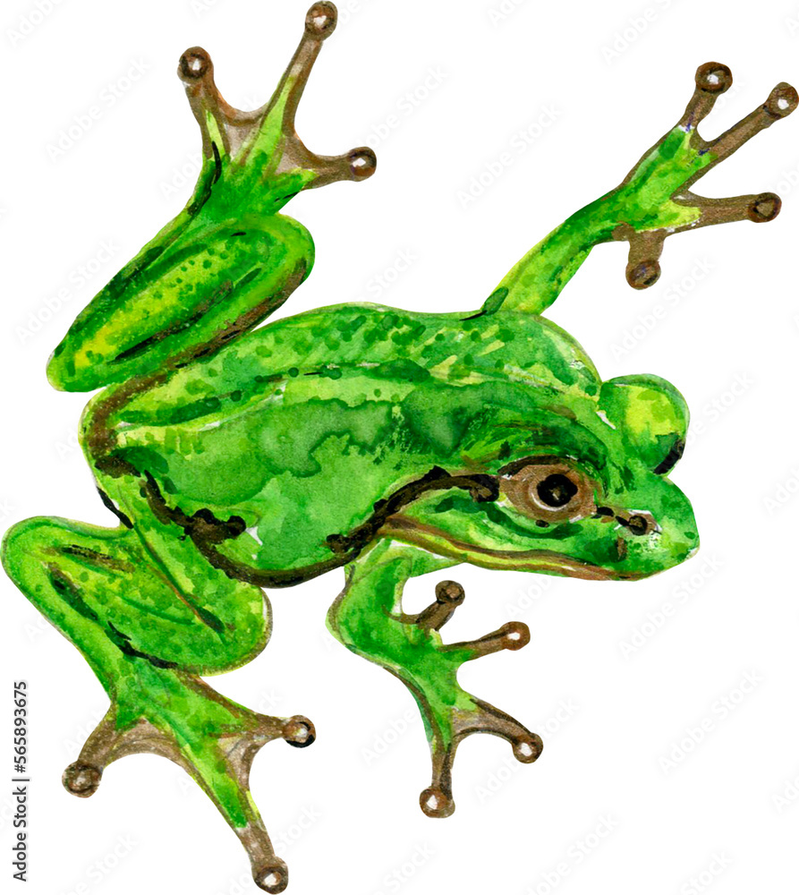 Animal Frog on an isolated white background, watercolor illustration, element clipart 
