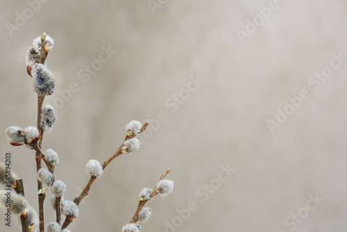 Soft Selective focus. Willow branches branches with catkins on gray background. Sun rays. Card with Copy Space for text.
