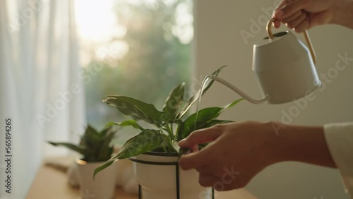 Hand woman watering pot houseplant on table at home sunlight morning or twilight	