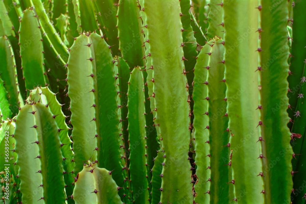 Green Cactus closeup. Green San Pedro Cactus, thorny fast growing hexagonal shape Cacti perfectly close captured in the desert Green Cactus closeup. Green San Pedro Cactus, thorny fast growing hexagonal shape Cacti perfectly close captured in the desert