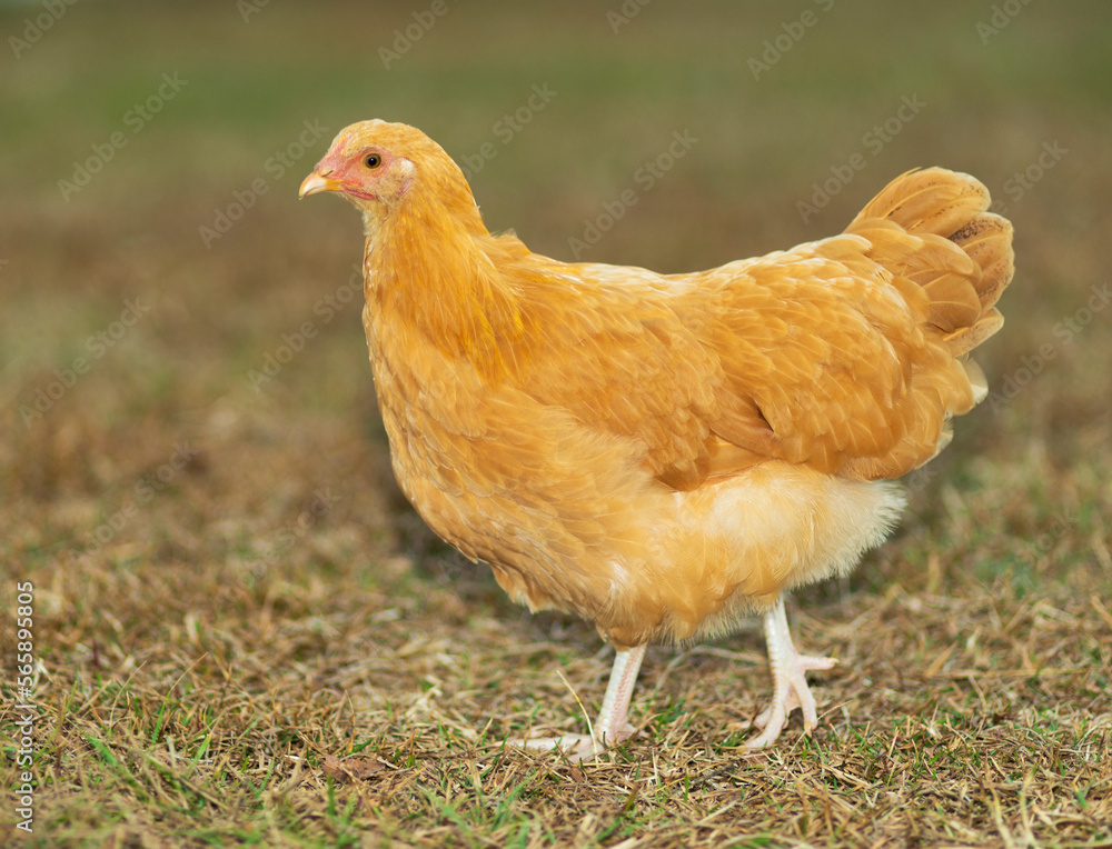 Fototapeta premium Bright golden chicken hen on grass