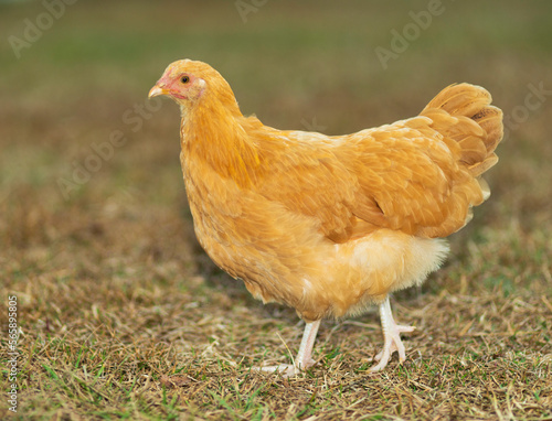 Bright golden chicken hen on grass