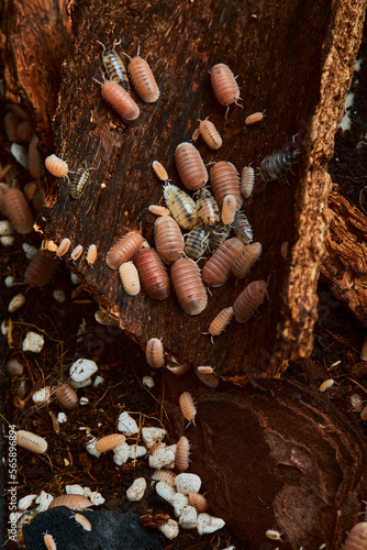group of amber color isopod in close up on wood