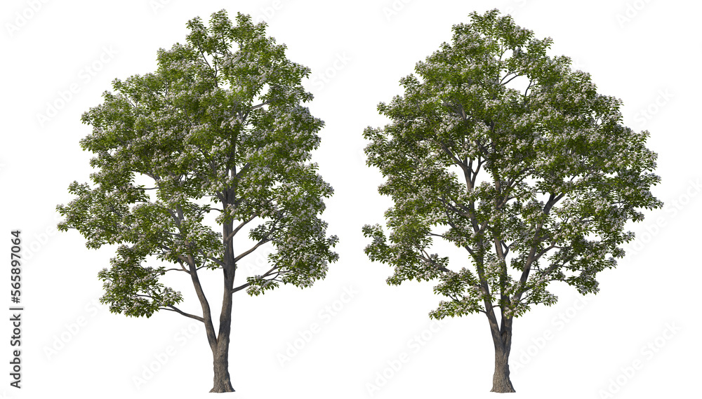 A tree with flowers of various colors on a transparent background. A tree with flowers of various colors on a transparent background.