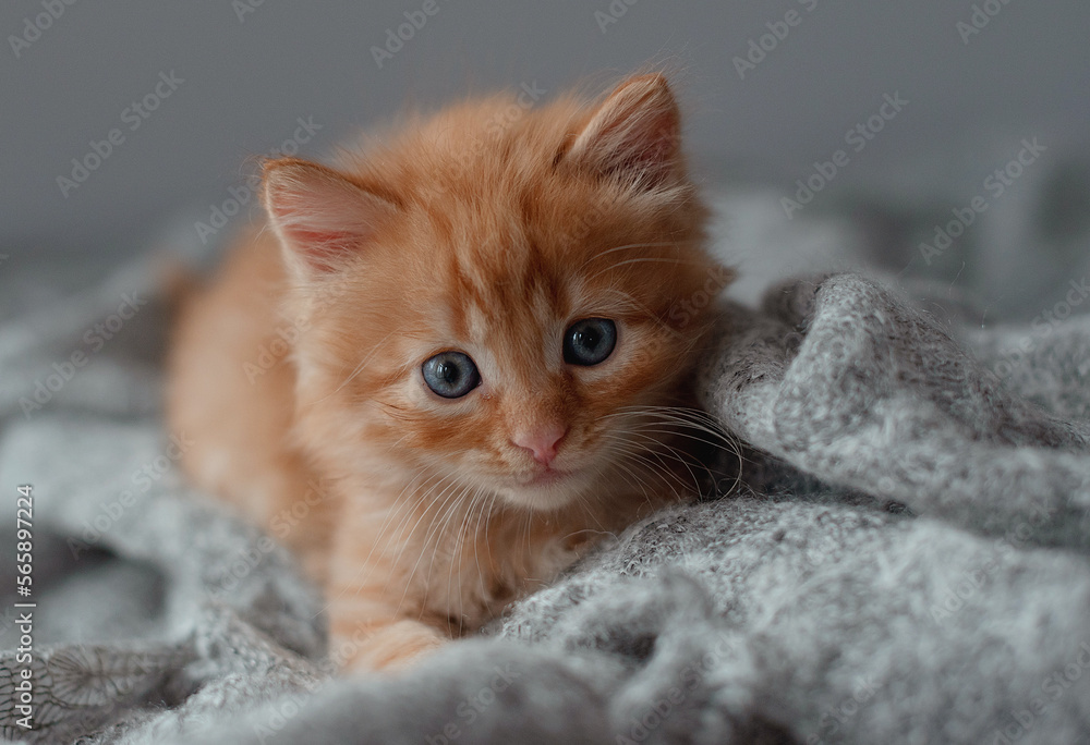 little cute kitten maine coon looks up