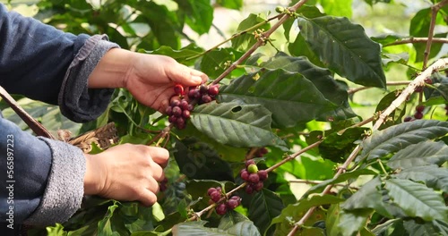 Coffee plant farm woman Hands harvest raw coffee beans. Ripe Red berries plant fresh seed coffee tree growth in green eco farm. Close up hands harvest red seed in basket robusta arabica plant farm. 