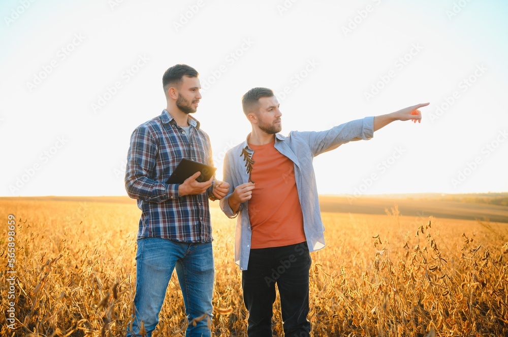 Two farmers standing in a field examining soybean crop before harvesting. Two farmers standing in a field examining soybean crop before harvesting.