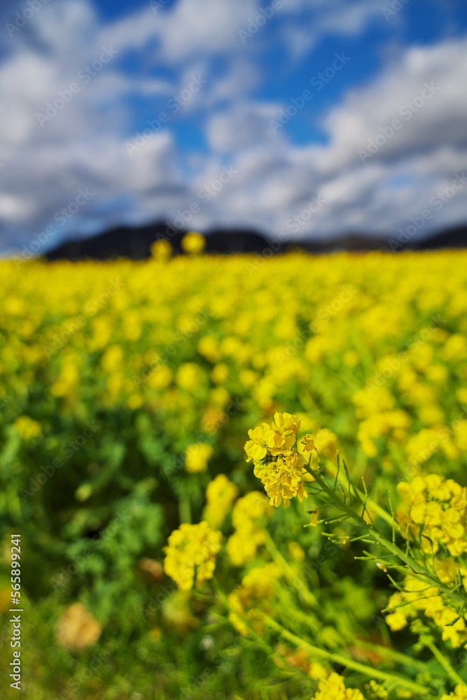 Obraz premium 春の晴れた一日