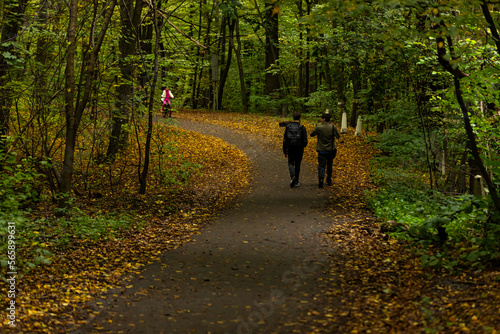 Fototapeta Naklejka Na Ścianę i Meble -  Road through the park. Pedestrian road. Road through the forest