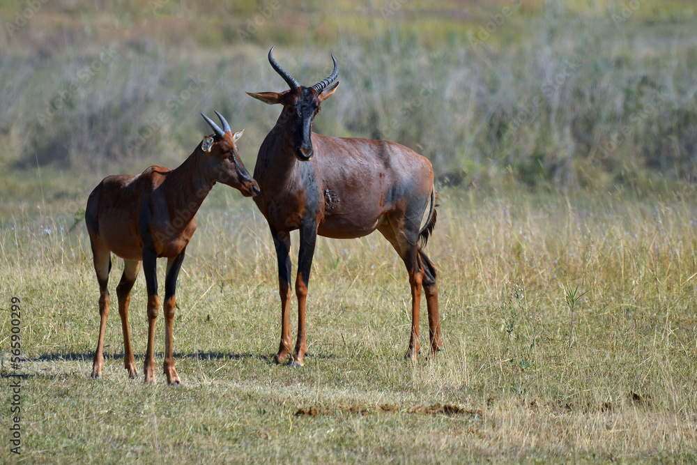 Fototapeta premium Goat