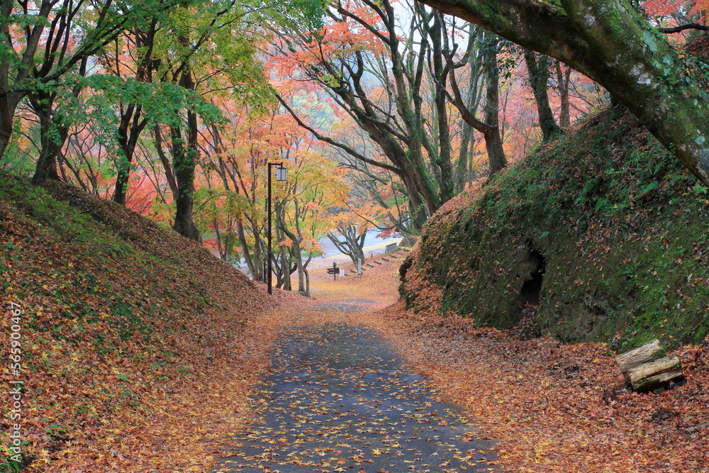 Naklejka premium 雨の日の公園