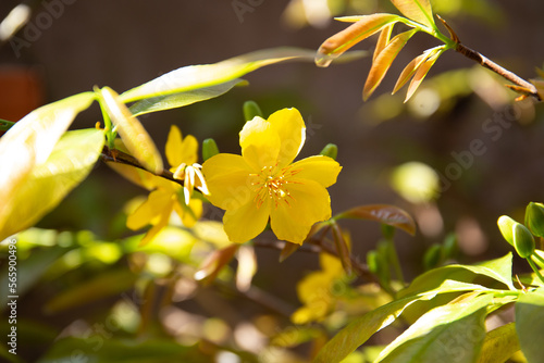 Ochna integerrima flower. Royalty high quality free stock image of Ochnaceae. Ochna integerrima is symbol of Vietnamese traditional lunar New Year together with peach flower. Mai flower in Vietnames	
 photo