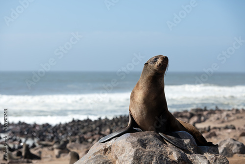 Foto Fur seal enjoy the heat of the sun at the Cape Cross seal colony in Namibia, Africa