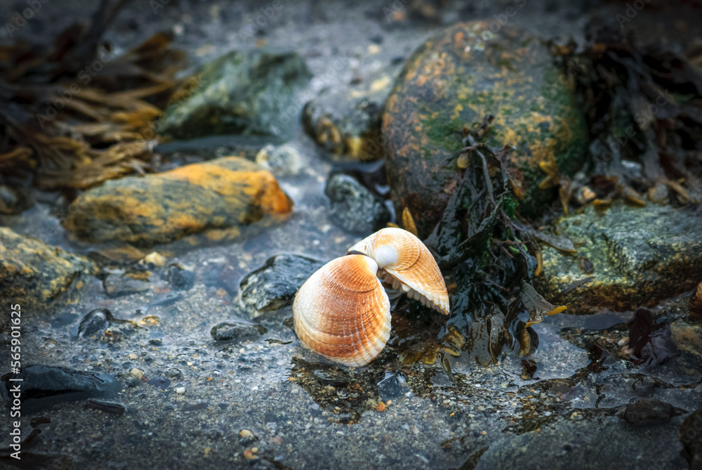 shell on the beach