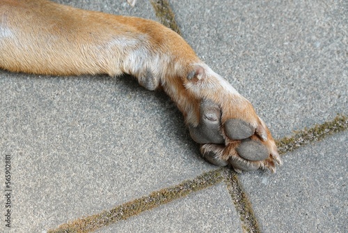 Paws of dog’s front leg on concrete floor, Brown and white Thai Mixed-breed dog.