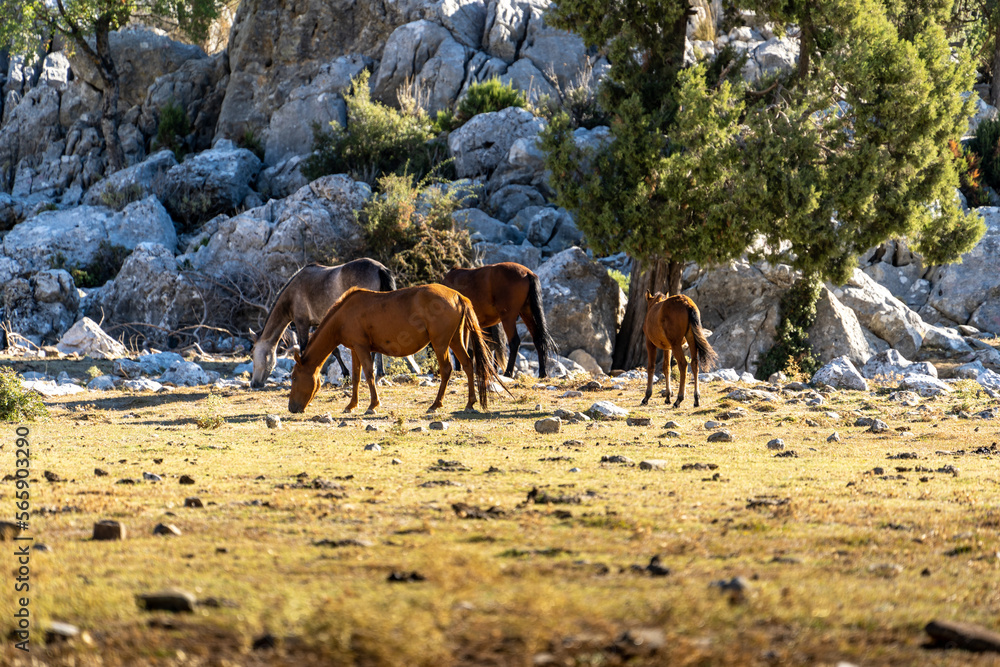 Fototapeta premium Wild horses (Turkish; Yılkı Atları). İbradı, photos taken in Ormana Eynif plain. Antalya