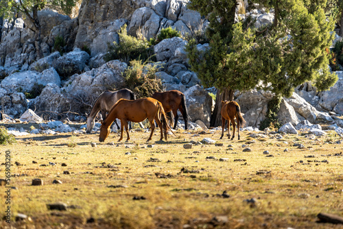 Wild horses  Turkish  Y  lk   Atlar   .   brad    photos taken in Ormana Eynif plain. Antalya