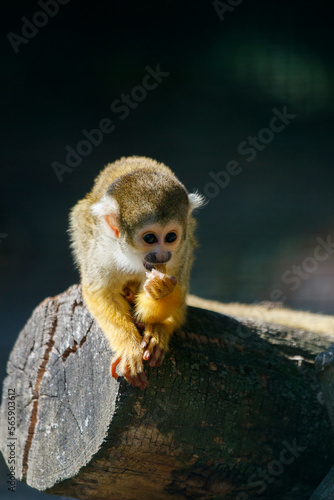 Baby Affe, beim essen einer Nuss 