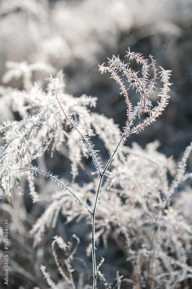Frosty winter morning in the park. Bushes and trees were covered with frost on a frosty morning. Frosty winter morning in the park. Bushes and trees were covered with frost on a frosty morning.