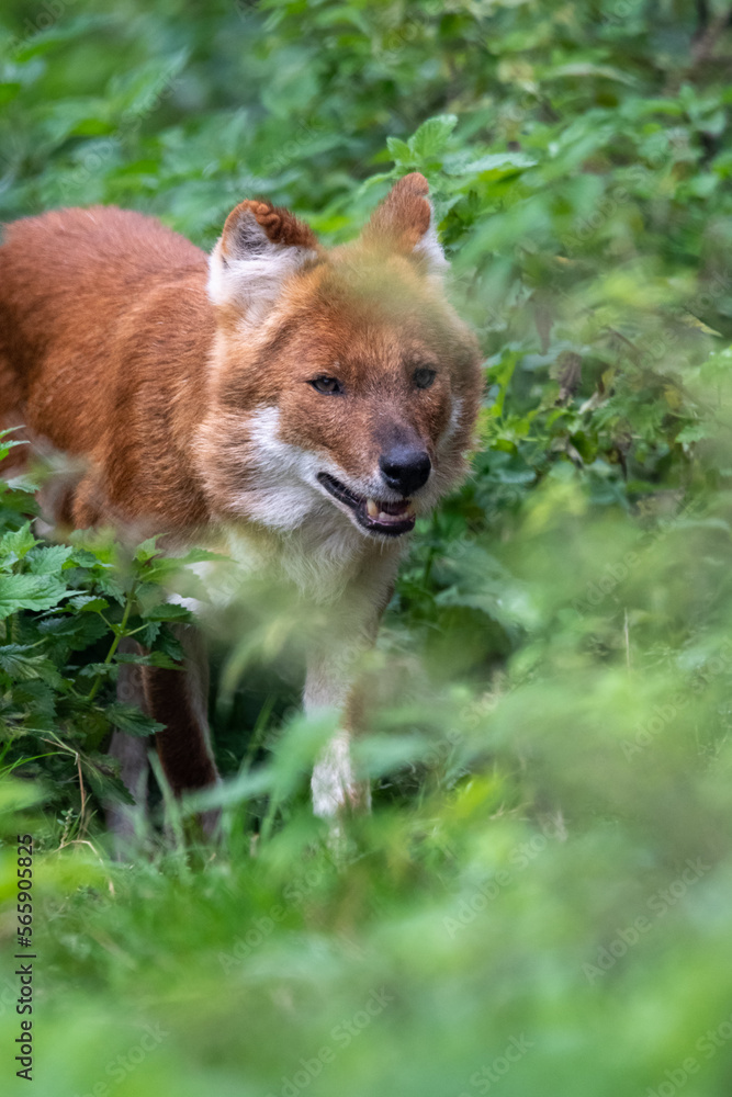 Fototapeta premium Close up portrait of a dhole on the prowl/walking. In captivity at a zoo